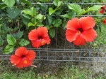 RED HIBISCUS FLOWERS