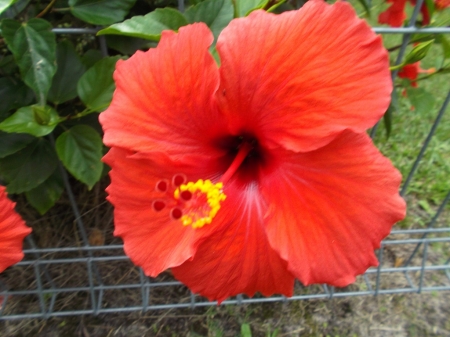 RED HIBISCUS FLOWER - red, flower, nature, hibiscus