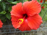 RED HIBISCUS FLOWER