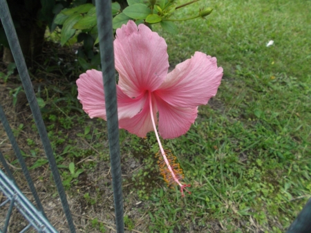 PINK HIBISCUS FLOWER - nature, hibiscus, flower, pink