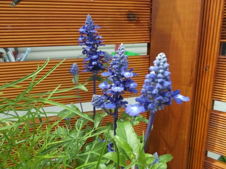 SALVIA FLOWERS - flowers, nature, pretty, blue