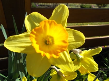 MY YELLOW DAFFODIL - YELLOW, DAFFODIL, FLOWERS, PRETTY