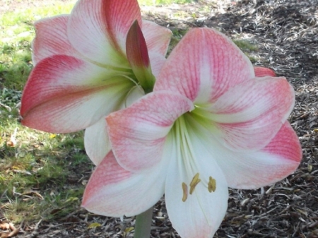 LILLY IN FRIENDS GARDEN - flower, nature, lilly, pretty