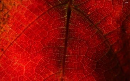 red grape leaf - macro, leaf, grape, red