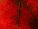 red grape leaf