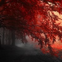 red autumn forest