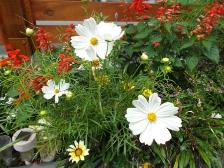 COSMOS IN MY GARDEN - flowers, garden, photography, cosmos