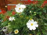 COSMOS IN MY GARDEN