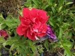 PRETTY PINK PETUNIA