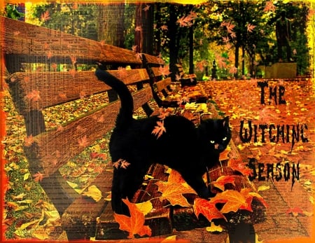 The Witching Season - black, dall, season, autumn, bench, cat, leaves