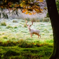 White Fallow Stag Deer