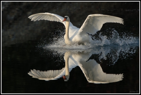 The swan Spreads its Wings - swan, lake, reflection, wings, animal