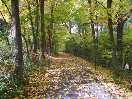 fall - fall, trees, leaves, autumn