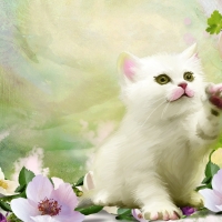 Sweet White Kitty