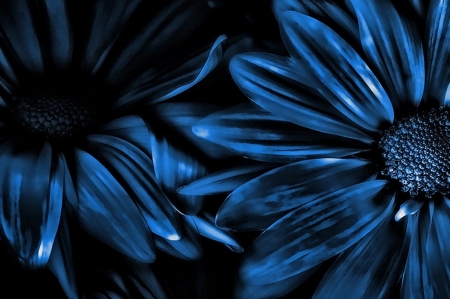 Midnight Blue - flowers, flower, petals, blue