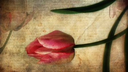 ✿ - tulipan, flor, wallpaper, papel