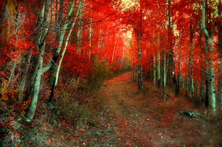 Autumn Fire - Autumn, forest, Fire, red