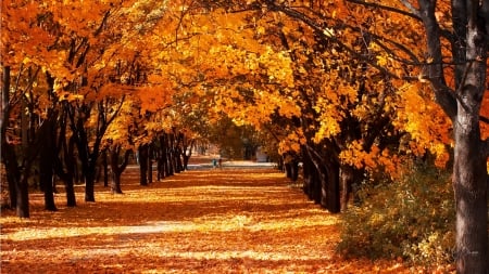 A Walk in the Park - autumn, fall, trees, couple, romantic, walk, park, leaves