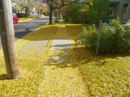 fall colors - leaves, fall, trees, autumn