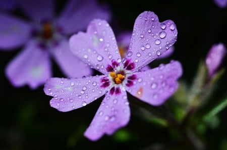 Purple Love - flower, purple, love, wonderful