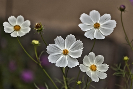 White Flowers - beautiful, white, flower, nature