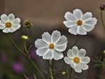 White Flowers