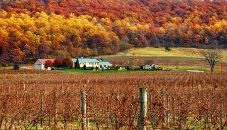 Fall Season - autumn, trees, forest, house, colors, vinyard