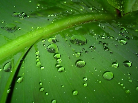 green leaf - droplets, water, leaf, green