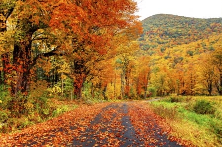 Autumn at British Columbia - fall, landscape, trees, leaves, colors, road