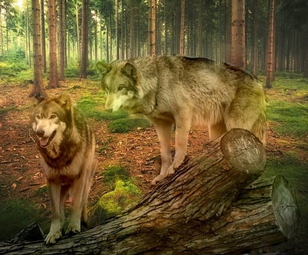 wolfes - forest, fantasy, wolfes, art