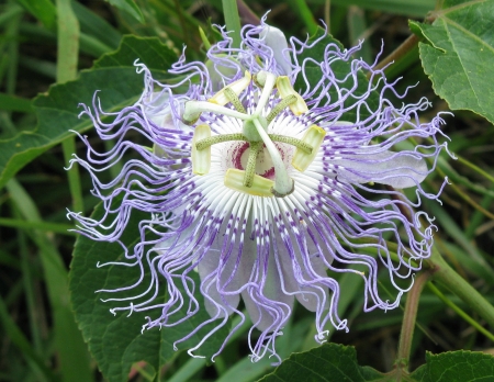 Passion flower - summer, field, vine, flower