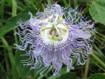 Passion flower