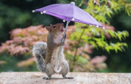 Joy is a Dry Umbrella - squirrel, rain, animal, funny, cute