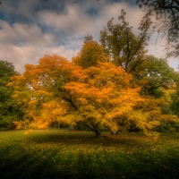 Golden tree