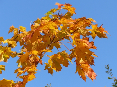 Maple Leaf - blue, autumn, color, leaf, maple, tree, sky