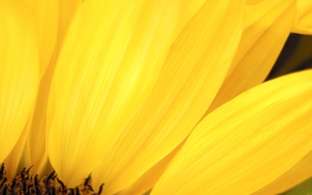 daffodil - flower, yellow, petal, daffodil