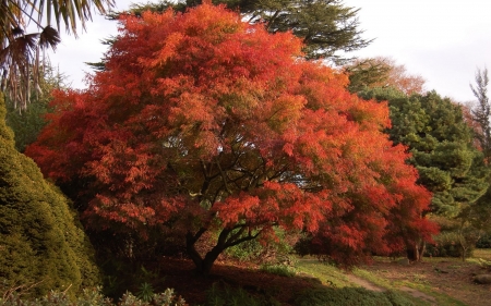 Red Tree - red, tree, nature, autumn