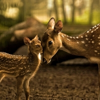 Mama Deer and Kid