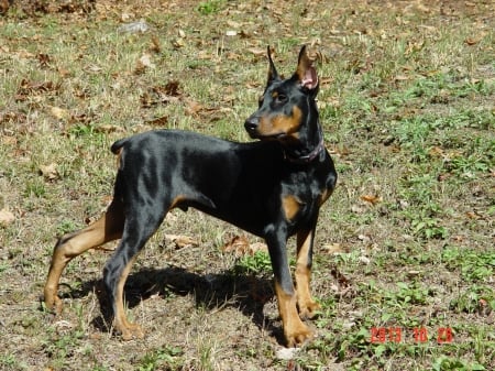 Boss the Doberman