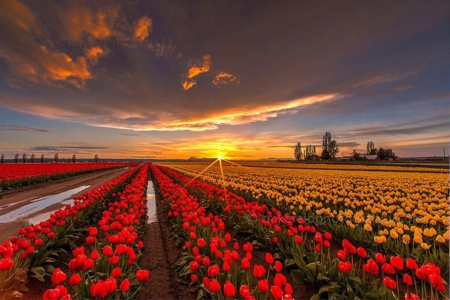 Sunset Over the Tulips Field - clouds, tulips, sunset, nature, landscape, field