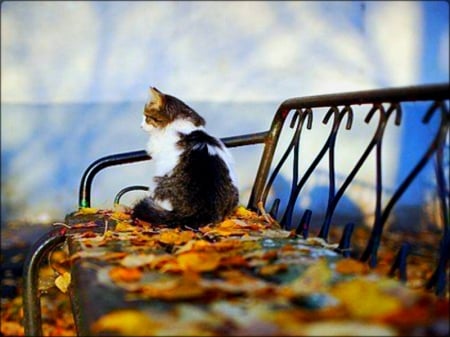 Autumn Kitten - autumn, cat, animal, bench, kitten