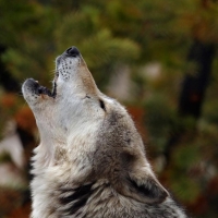 Howling wolf