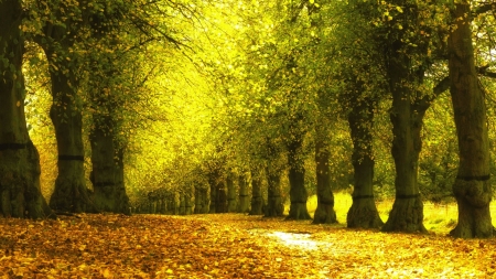 Alley foliage - alley, road, landscape, scene, HD, forest, leaves, path, nature, leaf, way, park, wallpaper