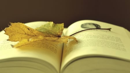 Leaf on a book - abstract, book, photography, reading, HD, still life, leaves, fall, nature, autumn, leaf, wallpaper, softness