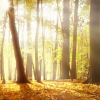 Sunlight Through Autumn Trees