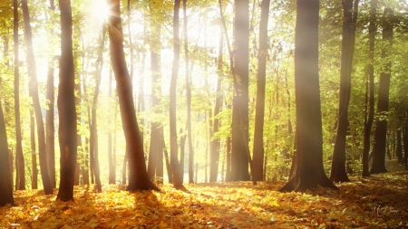 Sunlight Through Autumn Trees - fall, sunlight, dawn, trees, autumn, morning, forest