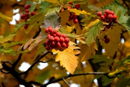 Autumn Berries - berries, nature, foliage, autumn