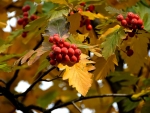 Autumn Berries