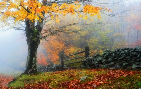 autumn with colors - leavels, autumn, fog, colors, country