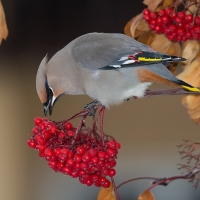 beautiful bird